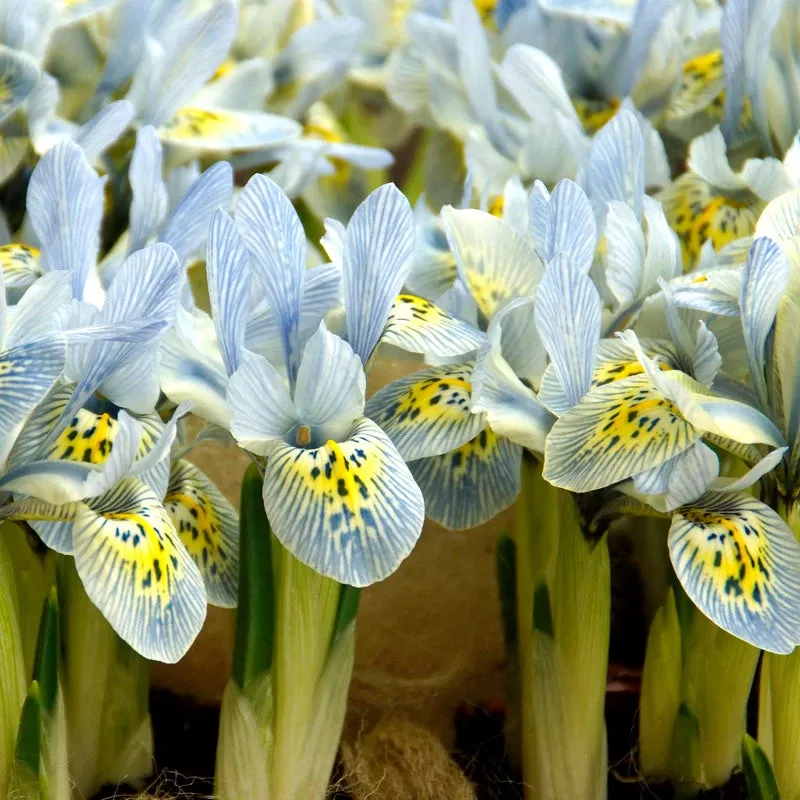 katherine-hodgkin-dwarf-iris-bulbs-pack-20 “Katherine Hodgkin” Dwarf Iris Bulbs (Pack Of 20)