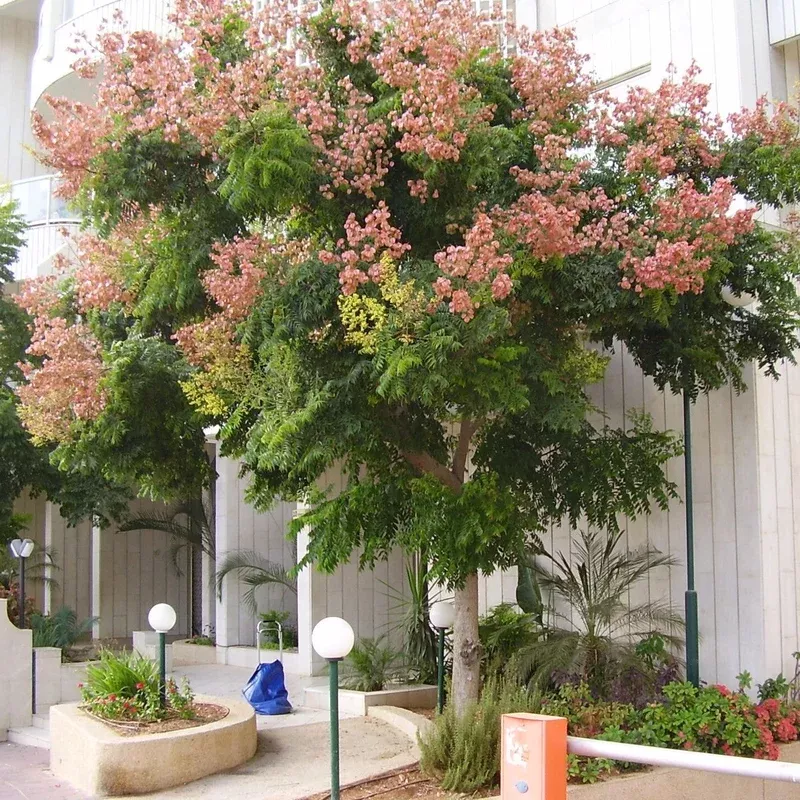 Koelreuteria bipinnata ~ Chinese Flame Tree