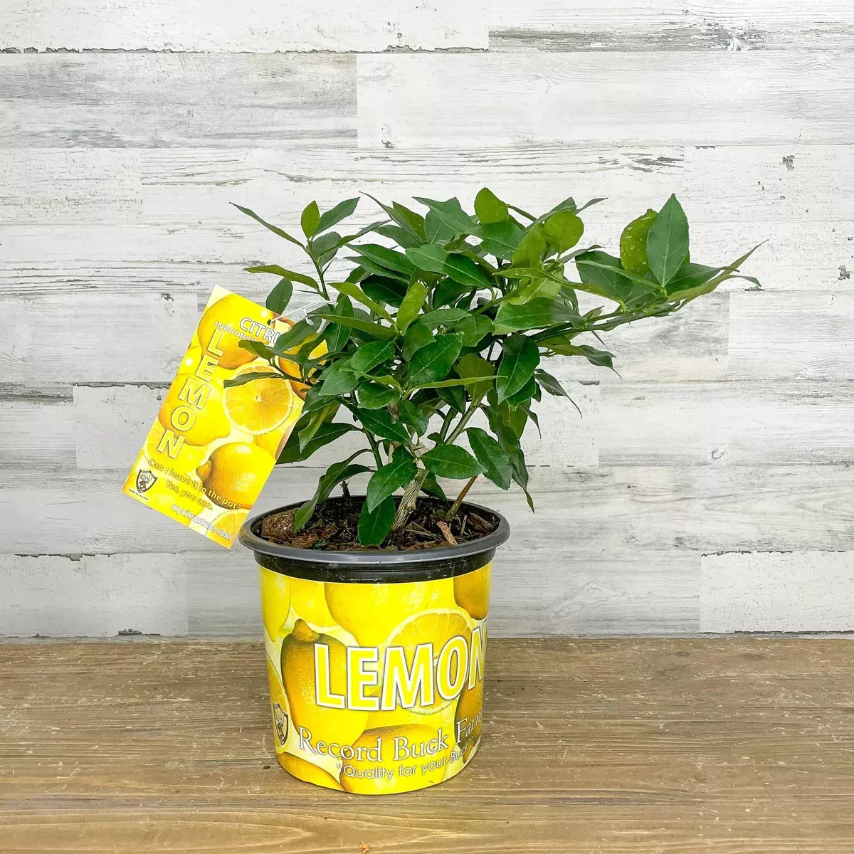 lemon-eureka-1-gallon-pot Lemon - Eureka - 1 gallon Pot