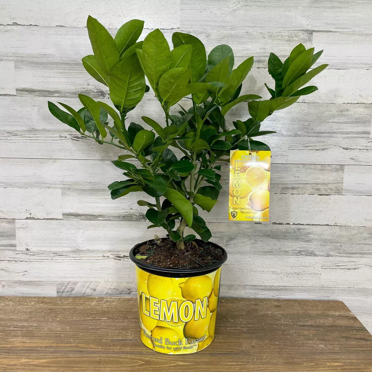 lemon-ponderosa-1-gallon-pot Lemon - Ponderosa - 1 gallon Pot