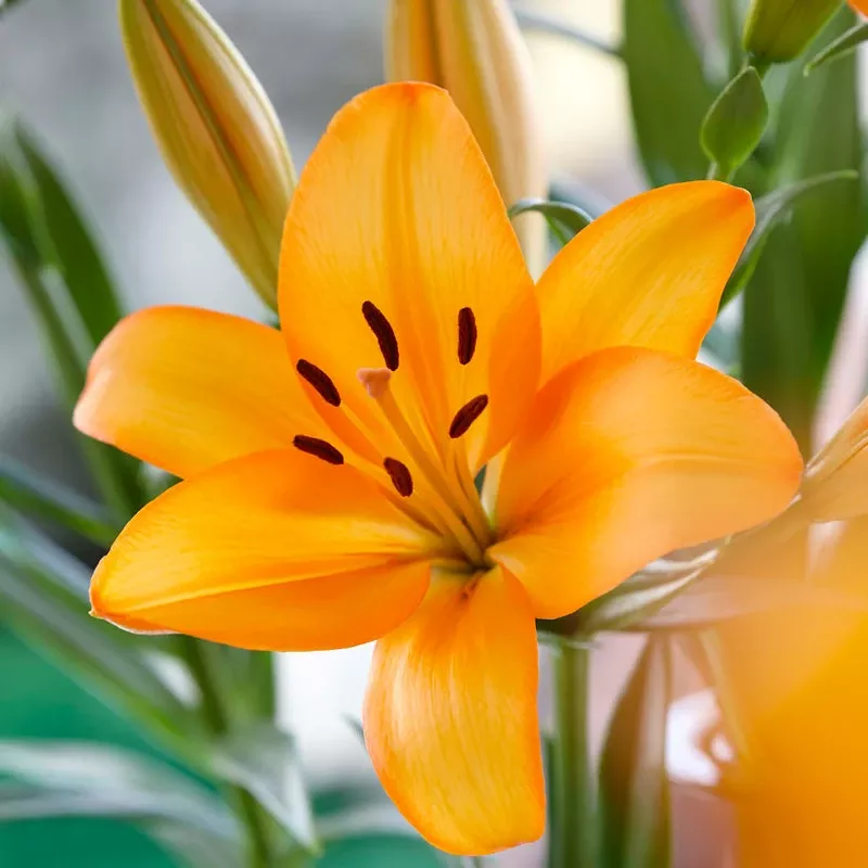 lilium-asiatic-mandarin-star-pack-2 Lilium Asiatic Mandarin Star (Pack Of 2)