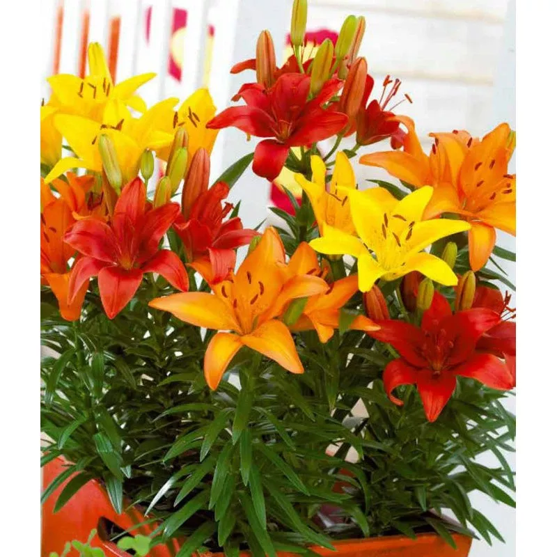 lilium-asiatic-sunset-blend-pack-8 Lilium Asiatic Sunset Blend (Pack Of 8)
