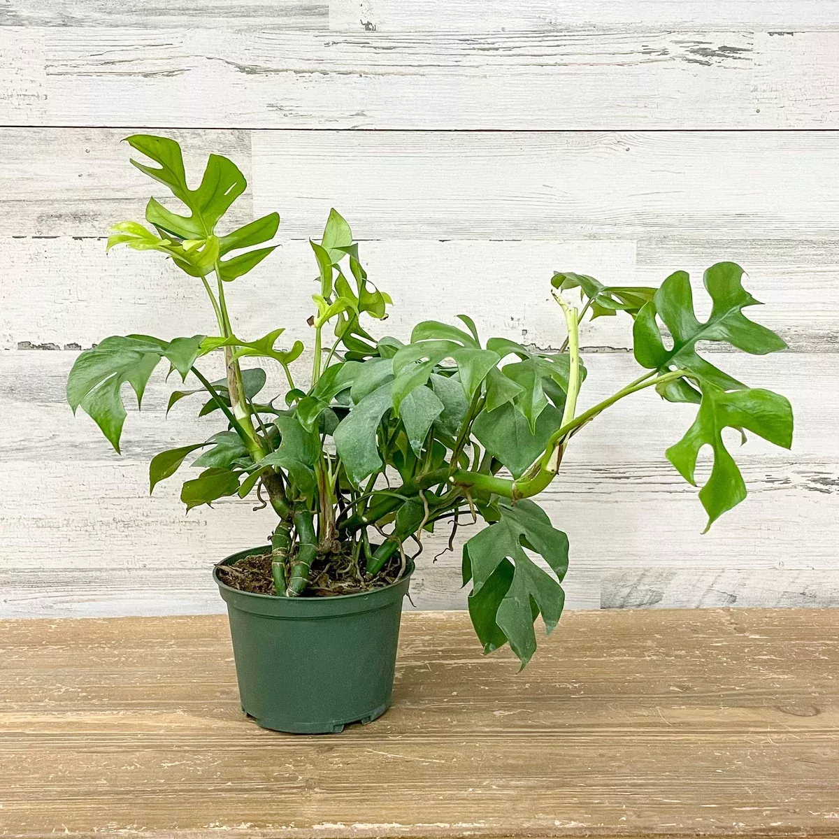 mini-monstera-6-inch-pot Mini Monstera - 6-inch Pot