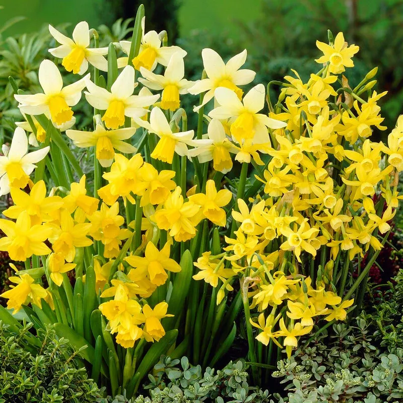 miniature-daffodil-bulb-blend-pack-20 Miniature Daffodil Bulb Blend (Pack Of 20)