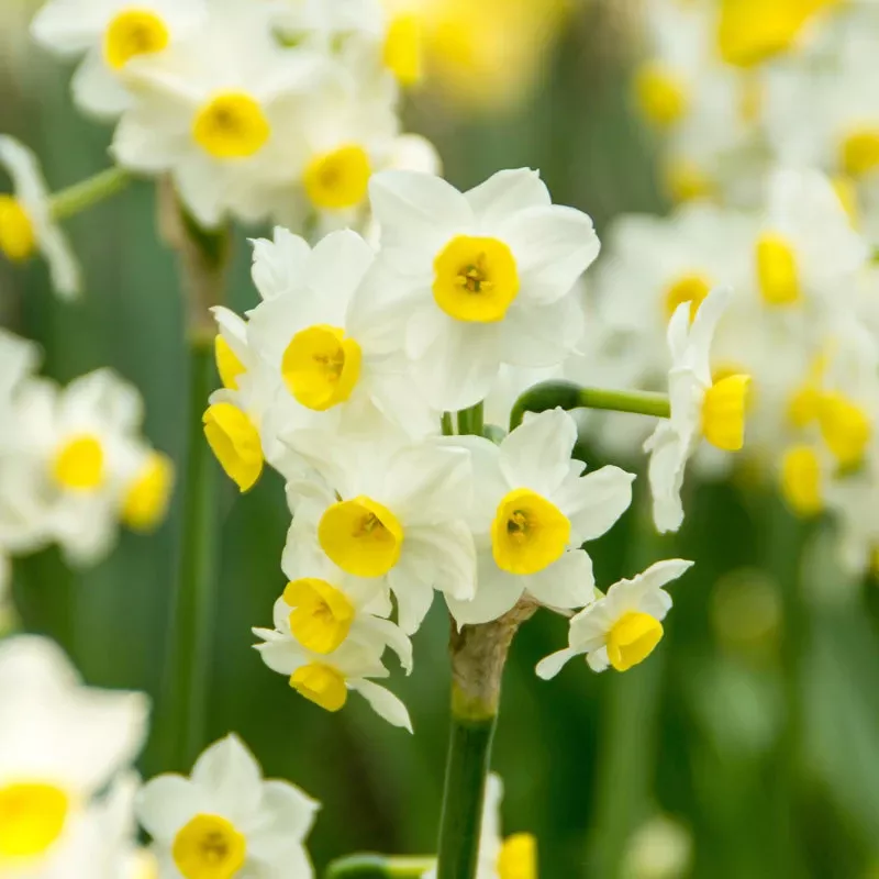 minnow-tazetta-daffodil-bulbs-pack-25 “Minnow” Tazetta Daffodil Bulbs (Pack Of 25)