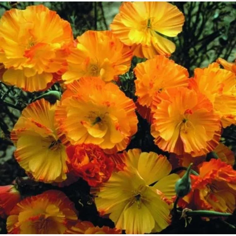 Mission Bells California Poppy – Eschscholzia Californica – Annual Flower – 200 Seeds