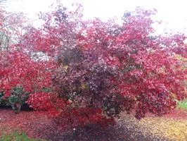 Moonfire Japanese Maple Base Size 1 Quart Air-Pot