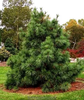 Nana Pine Korean Pine Base Size 1 Quart Air Pot