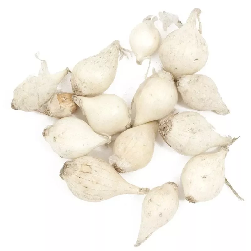 onion-sets-white Onion Sets – White