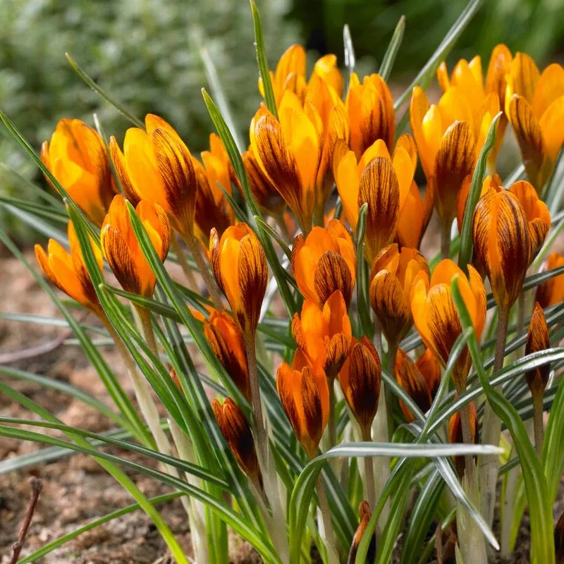 orange-monarch-crocus-bulbs-pack-10 “Orange Monarch” Crocus Bulbs (Pack Of 10)
