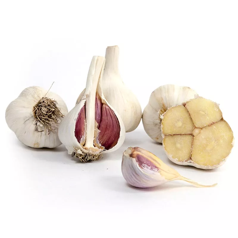 organic-garlic-music-lb Organic Garlic, Music (lb)