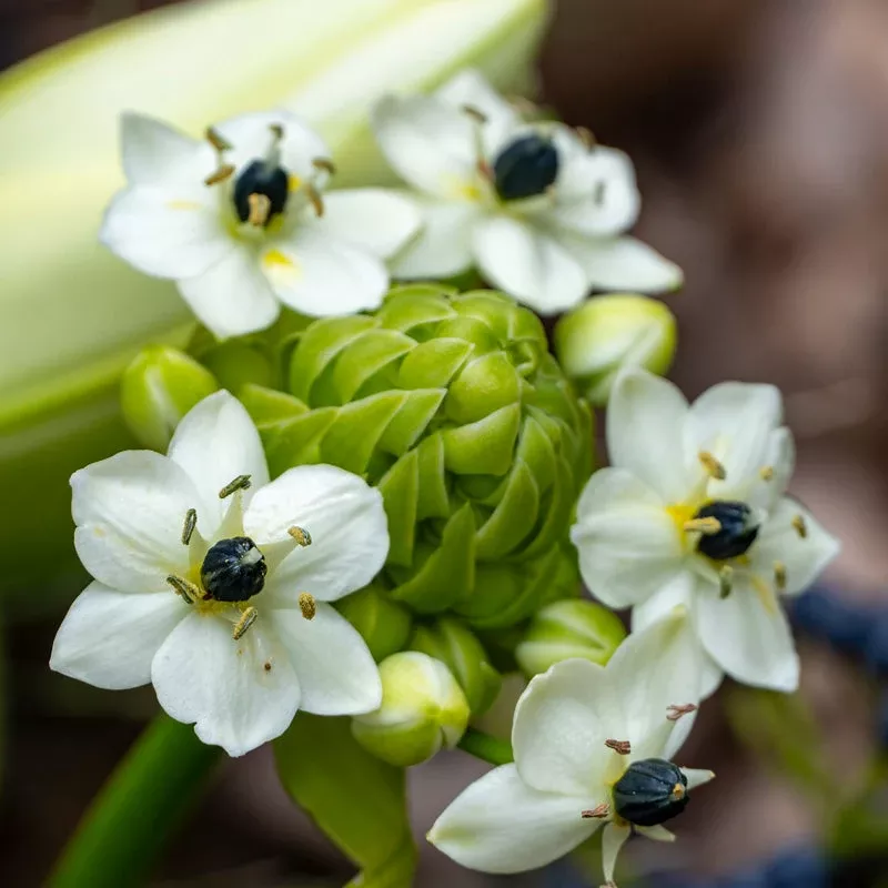 ornithogalum-arabicum-pack-3 Ornithogalum Arabicum (Pack Of 3)
