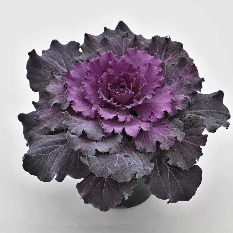 ‘Osaka Red’ Flowering Kale (Brassica)