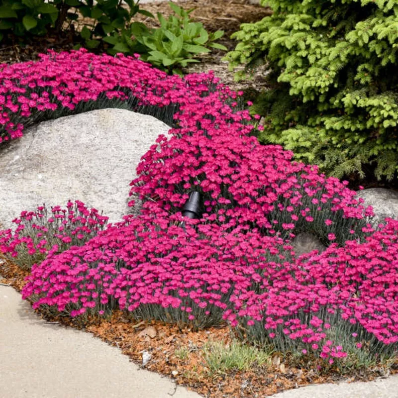 ‘Paint The Town Magenta’ Dianthus