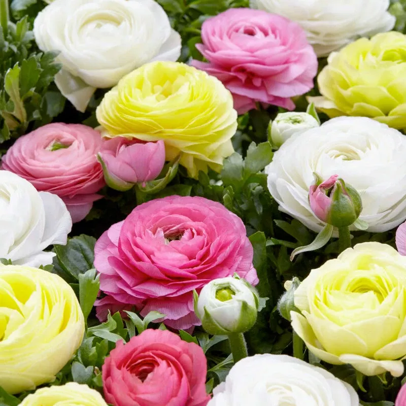 pastel-peonies-ranunculus-bulb-blend-pack-25 Pastel Peonies Ranunculus Bulb Blend (Pack Of 25)