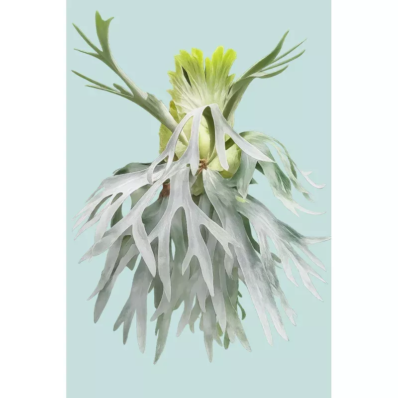 ‘Pegasus’ Staghorn Fern – Platycerium – 1L / 14cm / Small