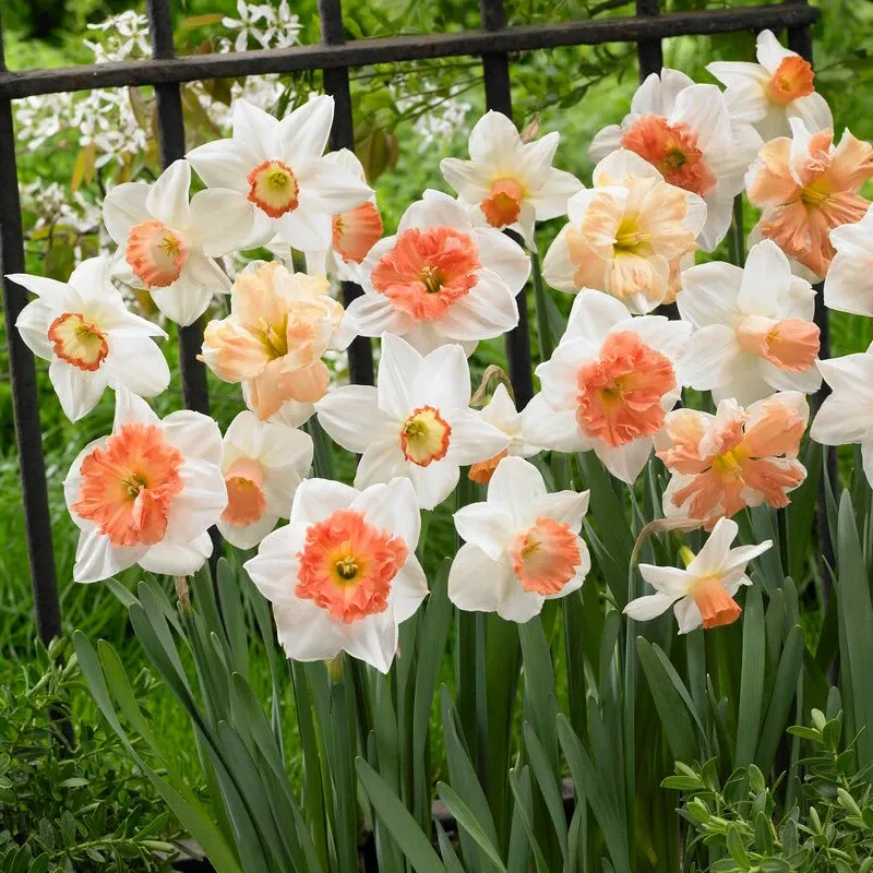 pink-daffodil-bulb-blend-pack-16 Pink Daffodil Bulb Blend (Pack Of 16)