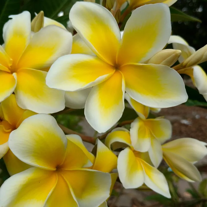Plumeria ‘Yellow Gold’