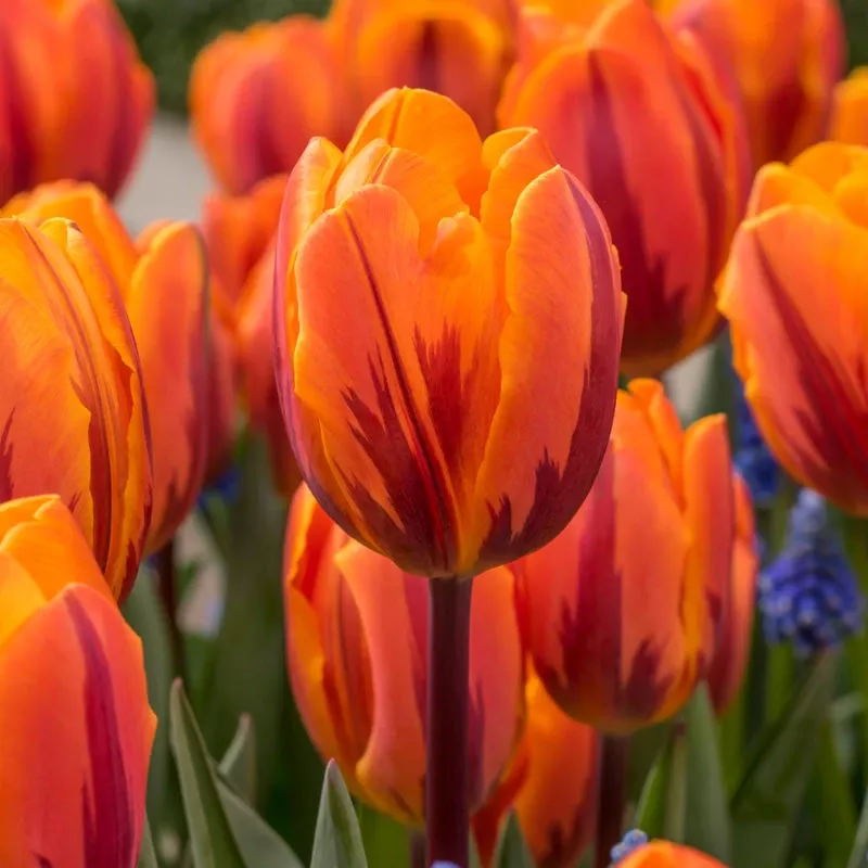princess-irene-rembrandt-tulip-bulbs-pack-8 “Princess Irene” Rembrandt Tulip Bulbs (Pack Of 8)