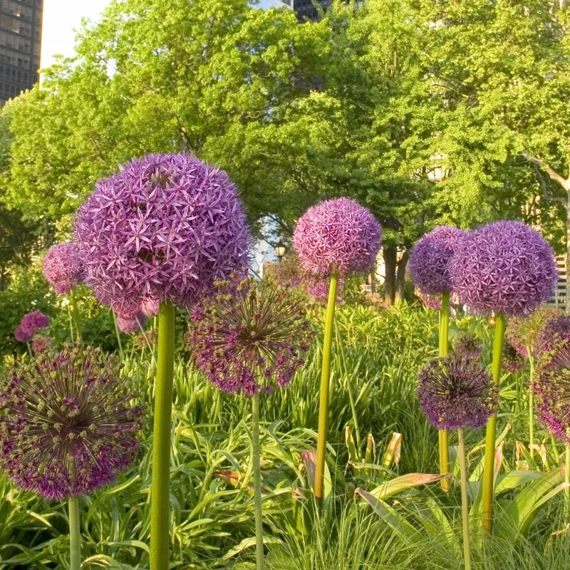 purple-sensation-allium-pack-8 “Purple Sensation” Allium (Pack Of 8)