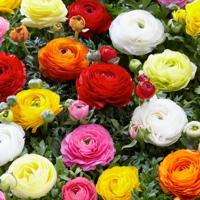 ranunculus-bulb-mix-pack-10 Ranunculus Bulb Mix (Pack Of 10)