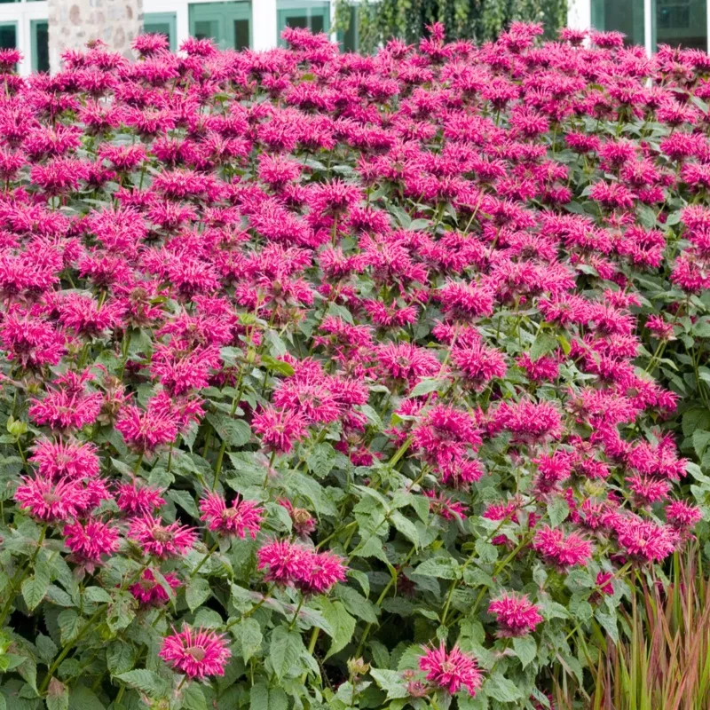 ‘Raspberry Wine’ Bee Balm (Monarda)