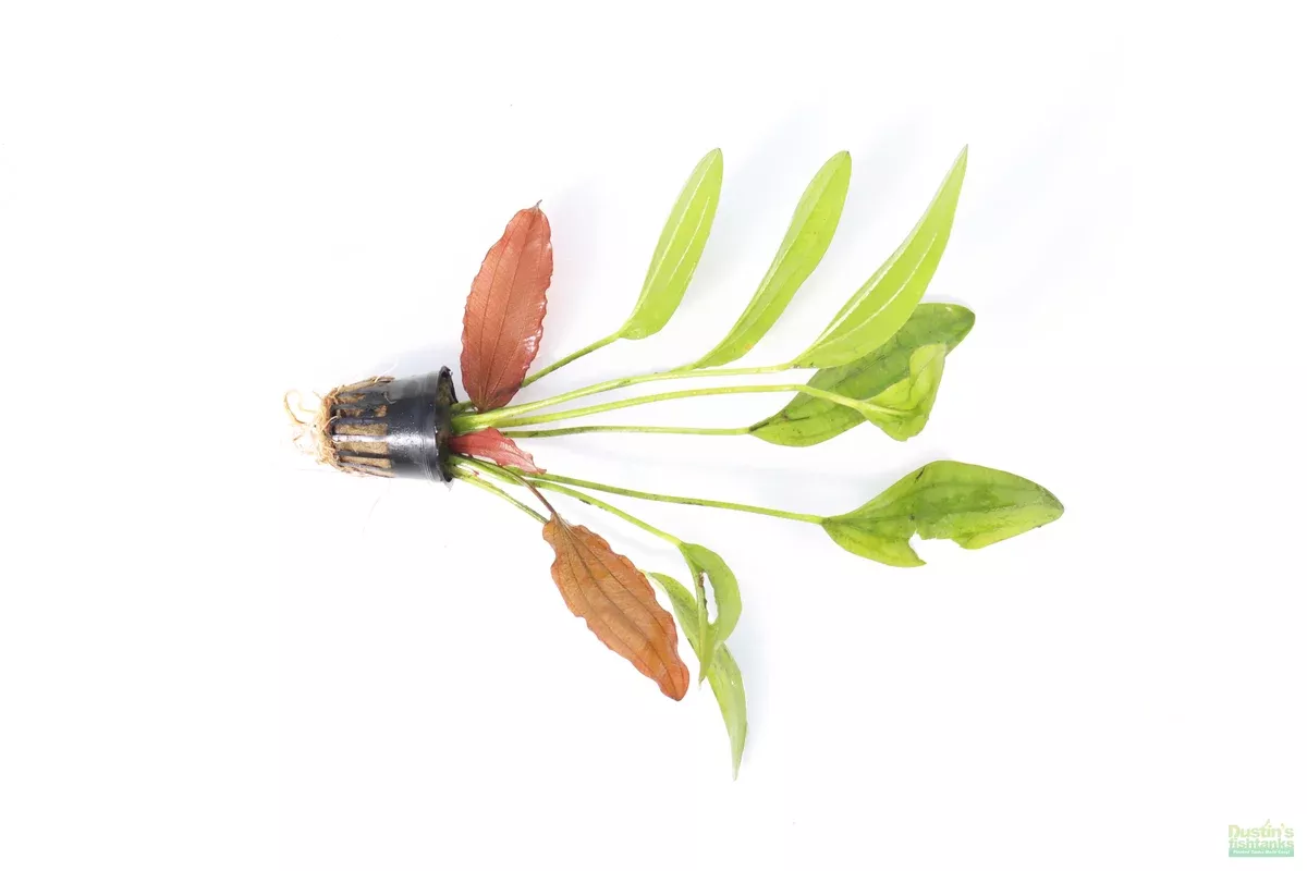 red-diamond-sword-echinodorus Red Diamond Sword (Echinodorus)
