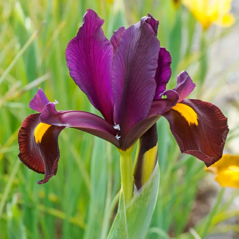 red-ember-dutch-iris-bulbs-pack-10 “Red Ember” Dutch Iris Bulbs (Pack Of 10)