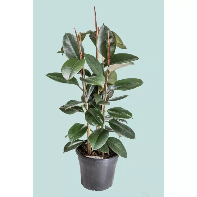 ‘Robusta’ (Triple planted) – Ficus elastica – 10L / 25cm / Large