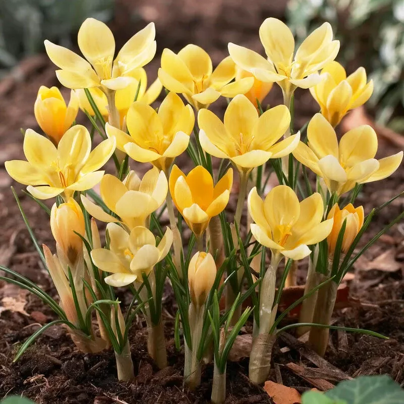 romance-snow-crocus-bulbs-pack-20 “Romance” Snow Crocus Bulbs (Pack Of 20)