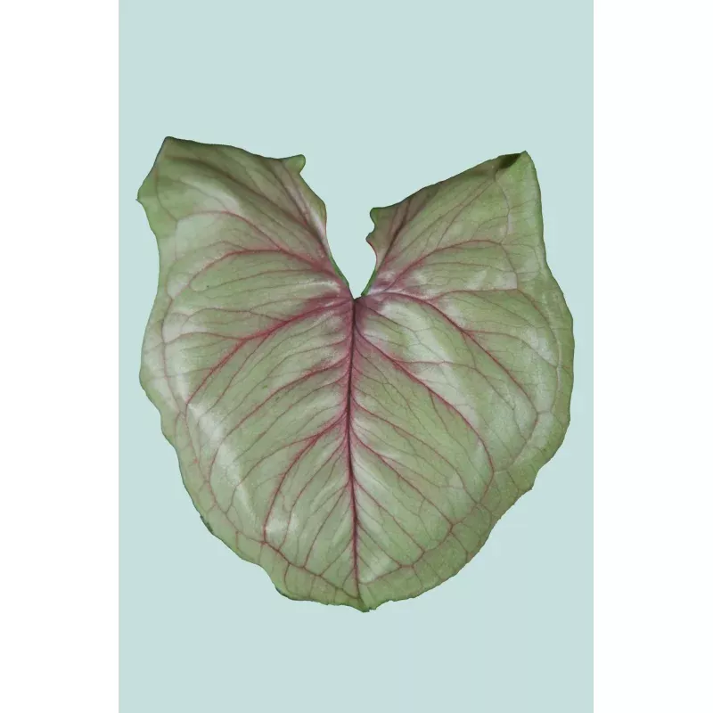 ‘Roxana’ Syngonium podophyllum – 1L / 14cm / Small