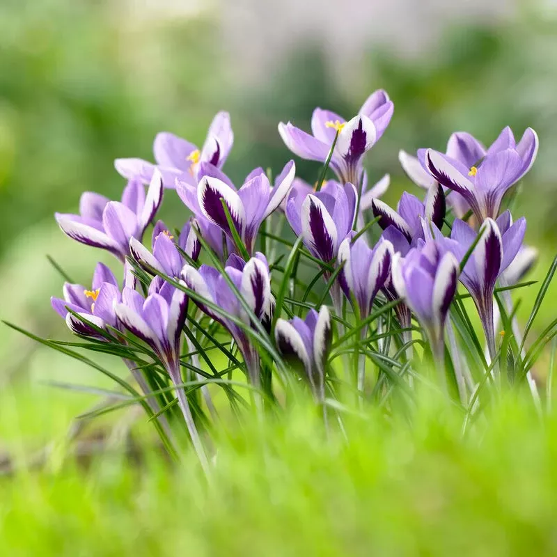 spring-beauty-crocus-bulbs-pack-15 “Spring Beauty” Crocus Bulbs (Pack Of 15)