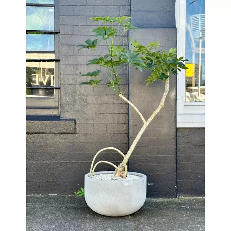 ‘The Squid’ stylised Schefflera arboricola in 40cm Grey Stone Bowl