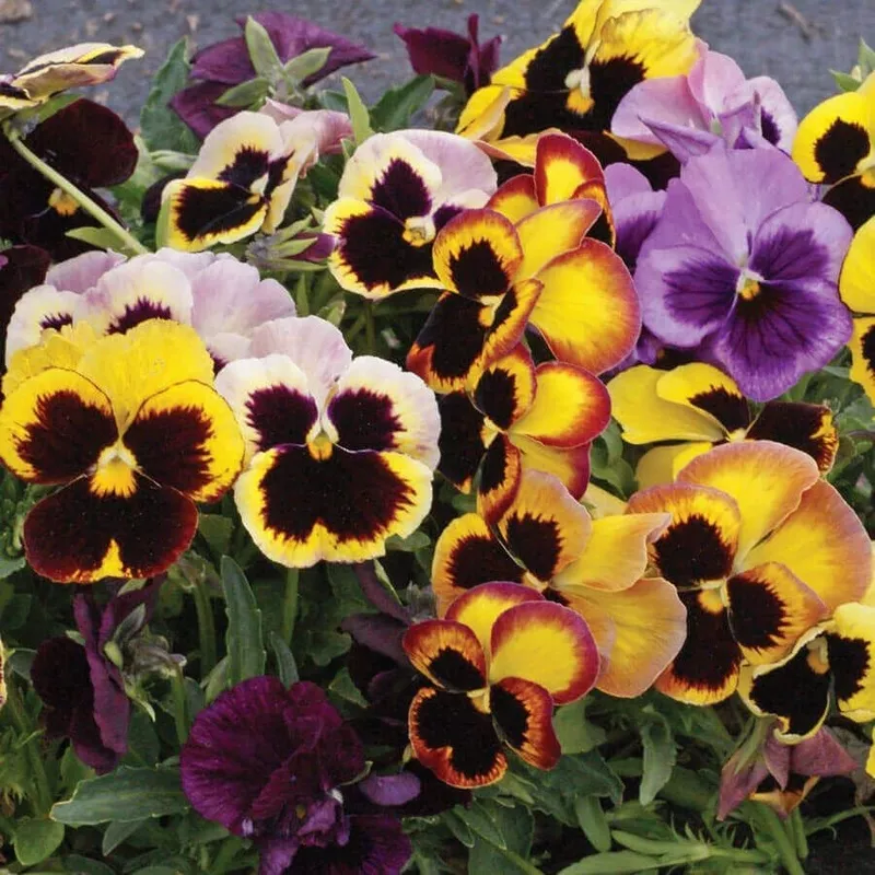 ‘Swiss Giants Mix’ Pansy Heirloom Seeds