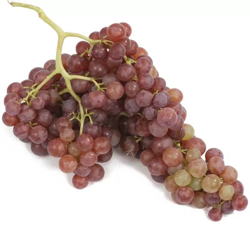 table-grape-vine-flame-seedless Table Grape Vine – Flame (Seedless)