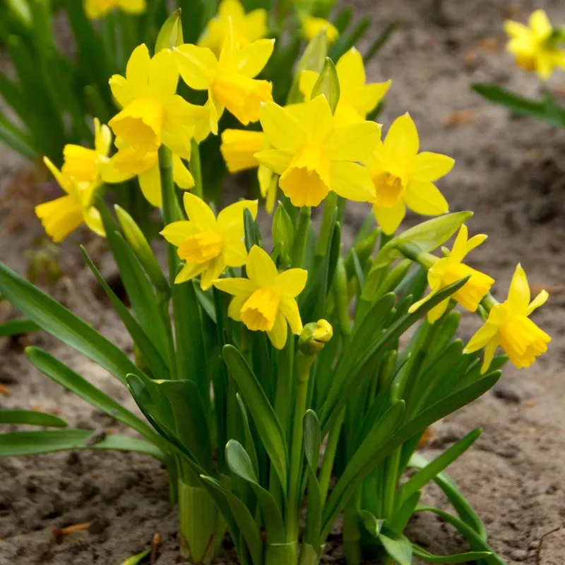 tete-tete-daffodil-bulbs-pack-25 “Tete -a- Tete” Daffodil Bulbs (Pack Of 25)
