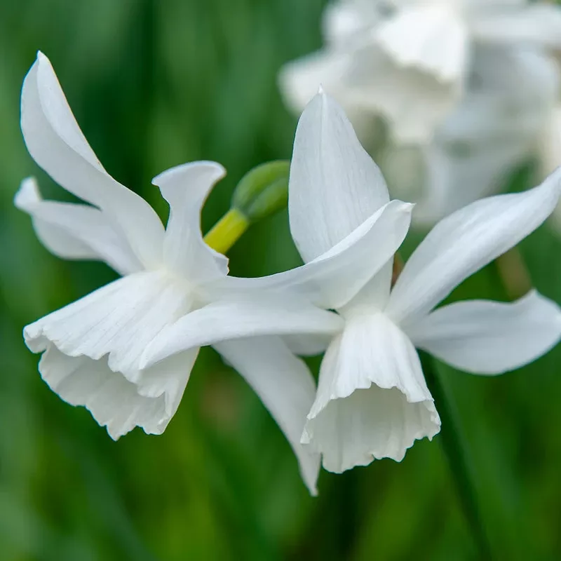 thalia-triandrus-daffodil-bulbs-pack-10 “Thalia” Triandrus Daffodil Bulbs (Pack Of 10)