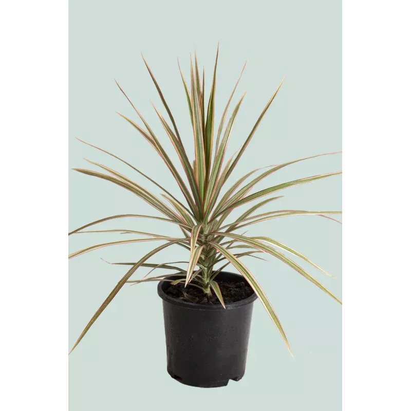 ‘Tricolour’ Dragon Tree – Dracaena marginata – 1L / 14cm / Small