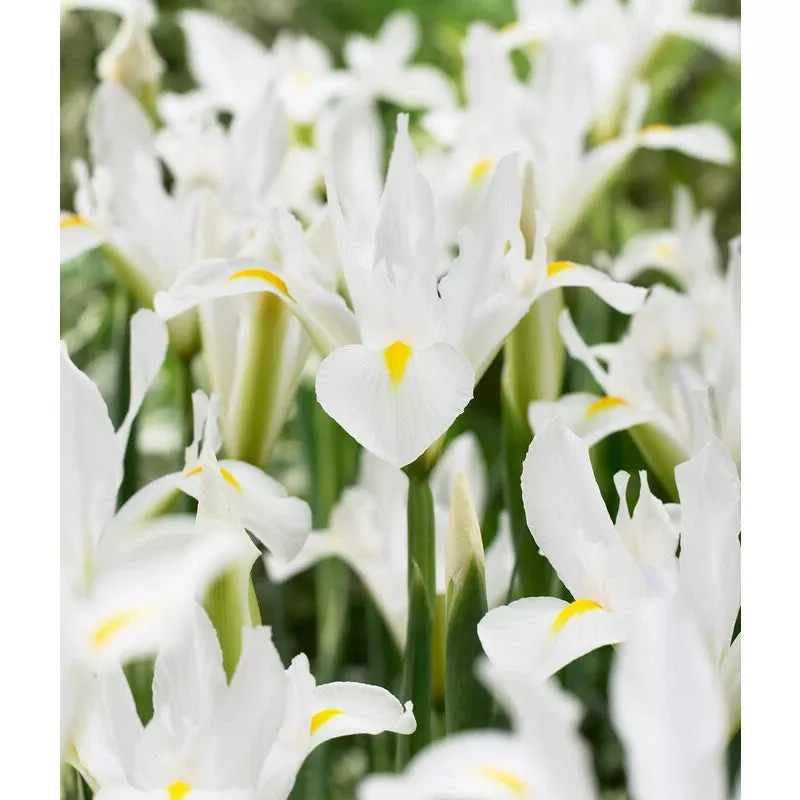white-excelsior-dutch-iris-bulbs-pack-10 “White Excelsior” Dutch Iris Bulbs (Pack Of 10)
