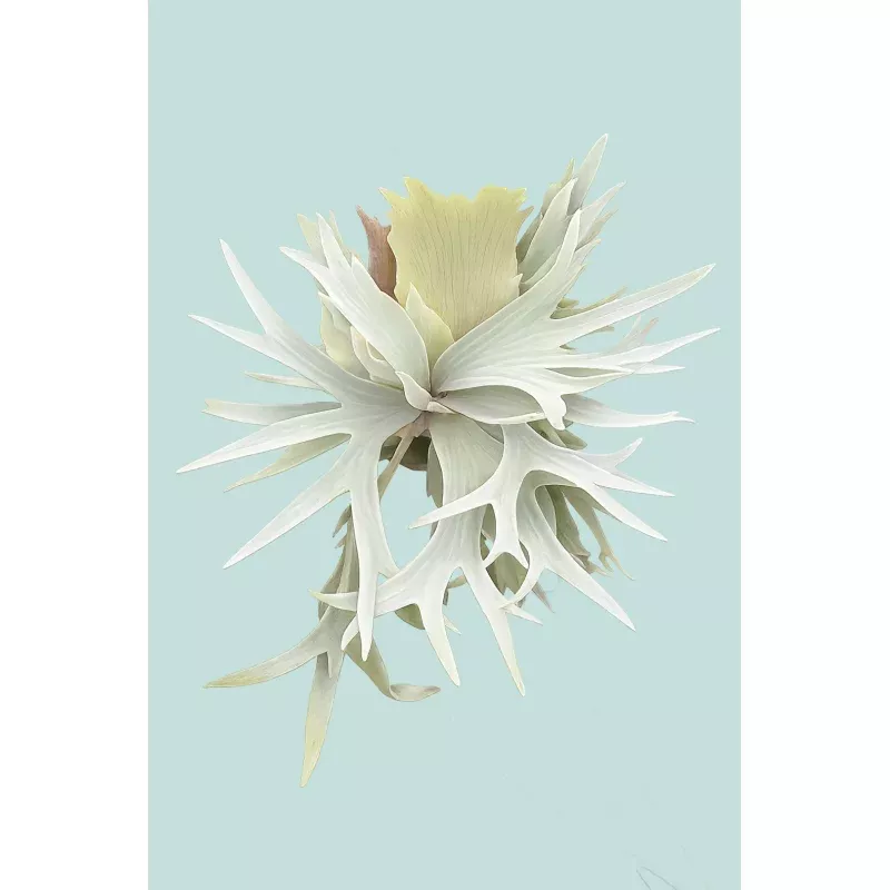 white-staghorn-fern-platycerium-bifurcatum-1l-14cm-small ‘White’ Staghorn Fern – Platycerium bifurcatum – 1L / 14cm / Small