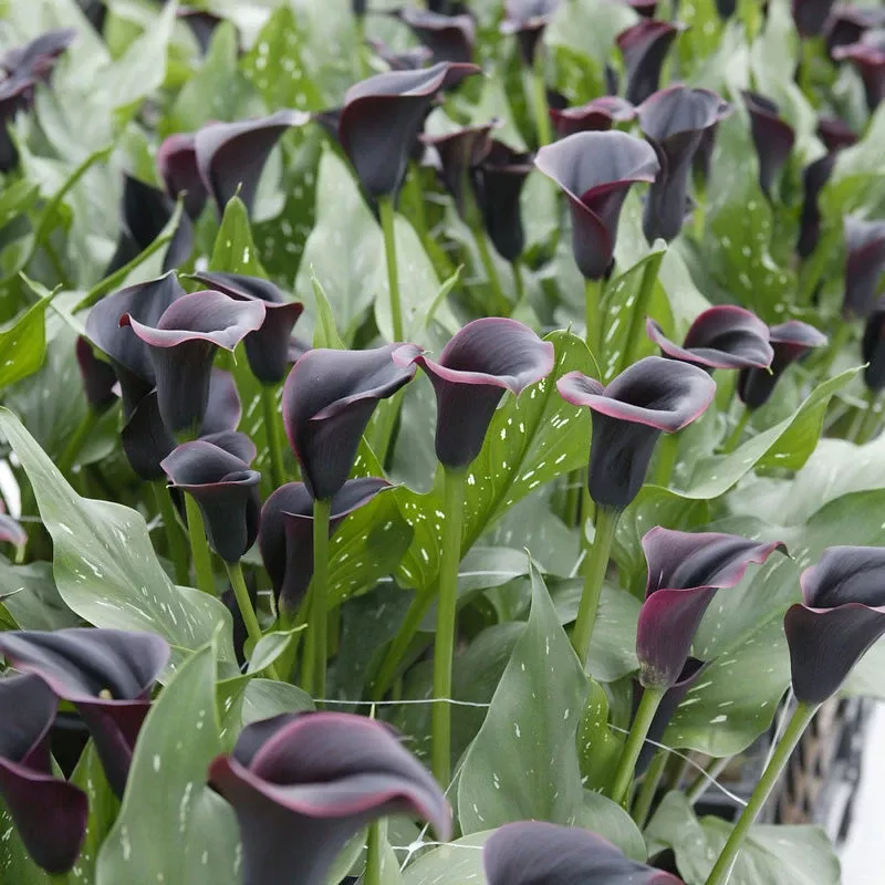 zantedeschia-calla-lily-dubai-nights-pack-1 Zantedeschia (Calla Lily) Dubai Nights (Pack Of 1)