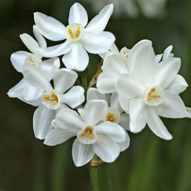 ziva-paperwhite-daffodil-bulbs-pack-4 “Ziva” Paperwhite Daffodil Bulbs (Pack Of 4)