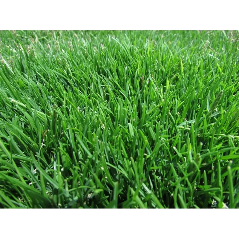 zoysia-japonica-lawn-grass-seeds-planting Zoysia Japonica Lawn Grass Seeds for Planting