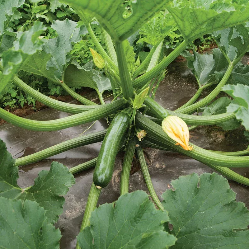 zucchini-green-machine-f1-25-seeds Zucchini, Green Machine (F1)|25 Seeds