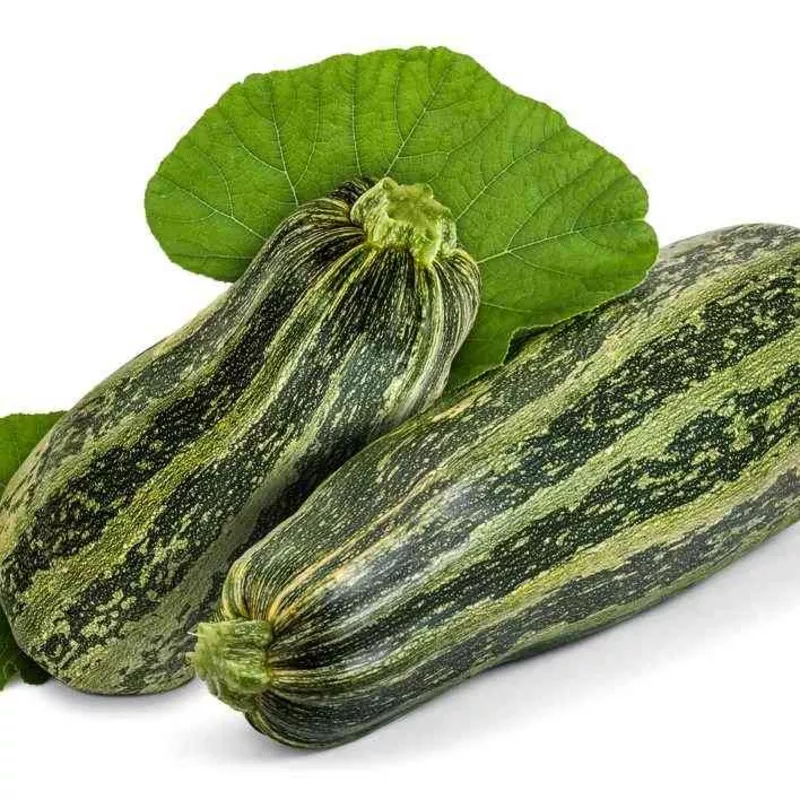 zucchini-seeds-summer-bush-caserta Zucchini Seeds – Summer – Bush – Caserta