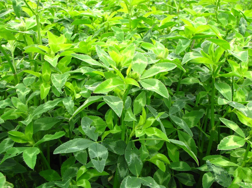 zulu-arrowleaf-clover-seed Zulu Arrowleaf Clover Seed
