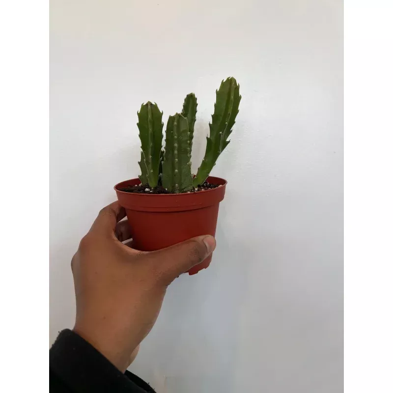 zulu-giant-stapelia-gigantea Zulu Giant, Stapelia Gigantea