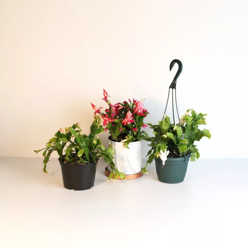 zygo-cactus-6-planter-4-planter-athena-5-5-planter-6-hanging-planter-selene-cera Zygo Cactus|6″ Planter&4″ Planter&Athena 5.5″ Planter&6″ Hanging Planter&Selene Ceramic 6.5″ Marble Planter