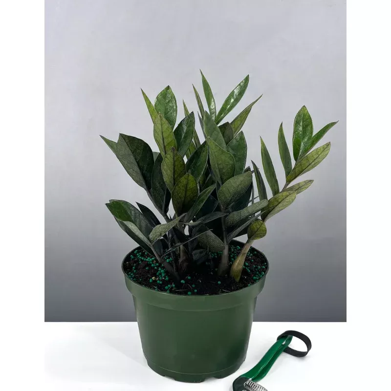ZZ Nova Star|4″ Pot&6″ Pot