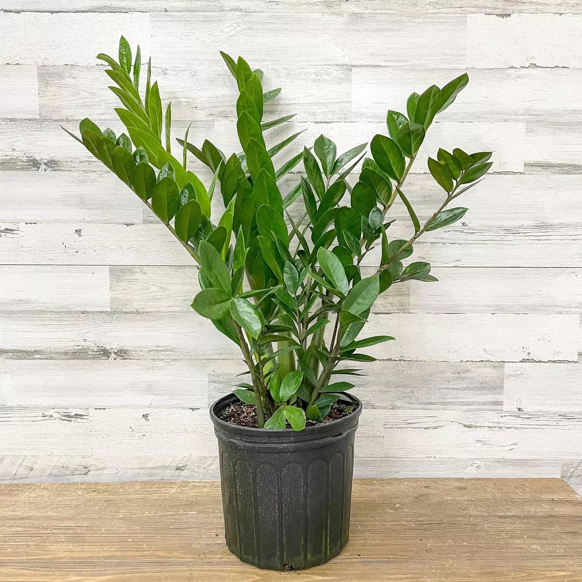 ZZ Plant - 10-inch Pot